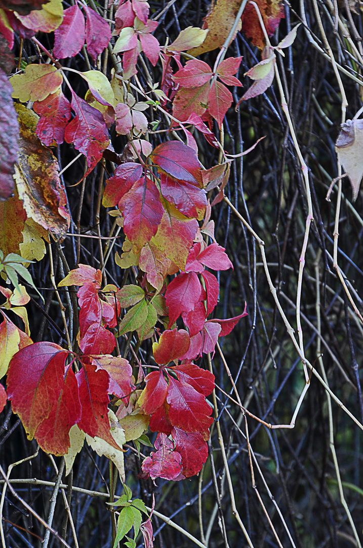 Herbst -  Impression