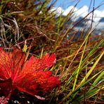 Herbst-Impression