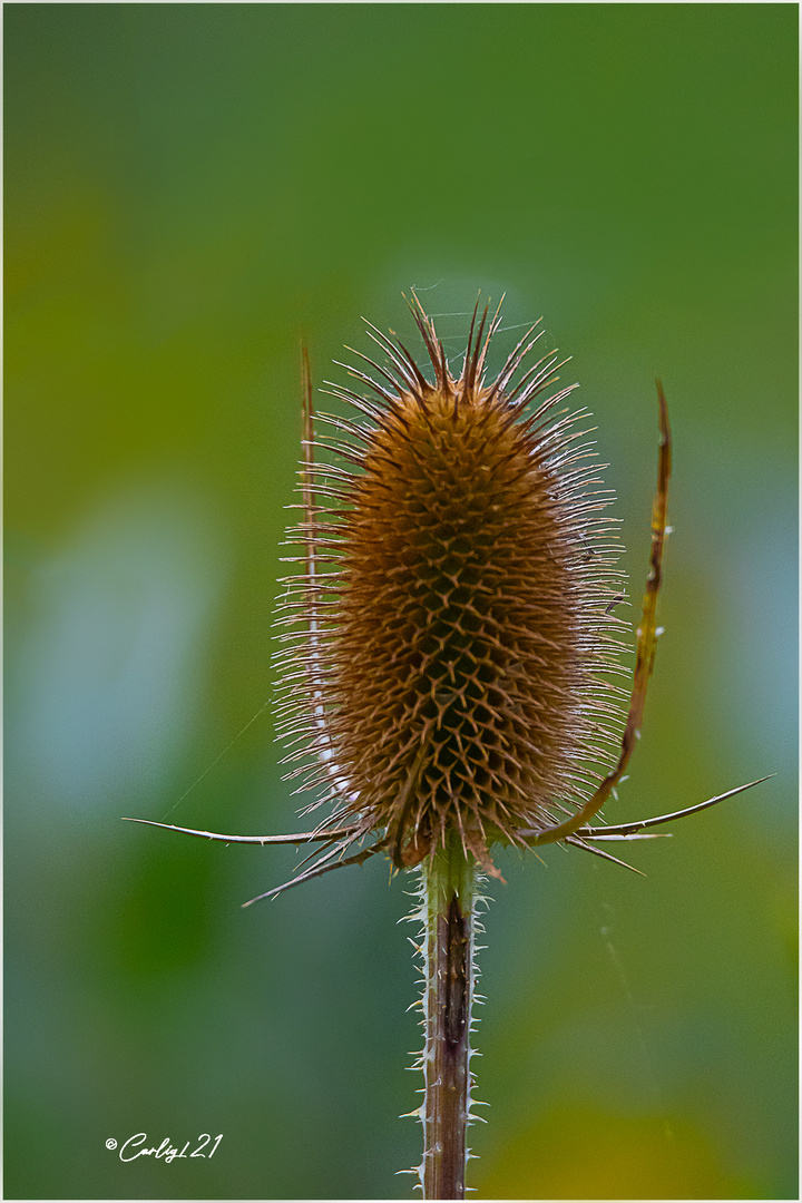 Herbst Impression 