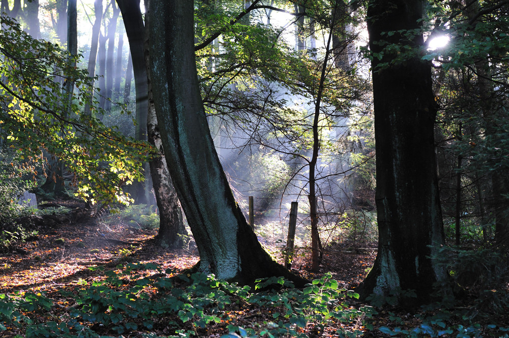 Herbst Impression