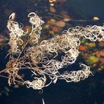 Herbst-Impression an der Wuppertalsperre