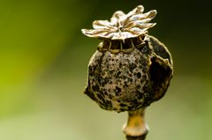 Herbst-Impression aus dem Garten