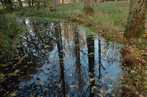 HERBST IMPRESSION