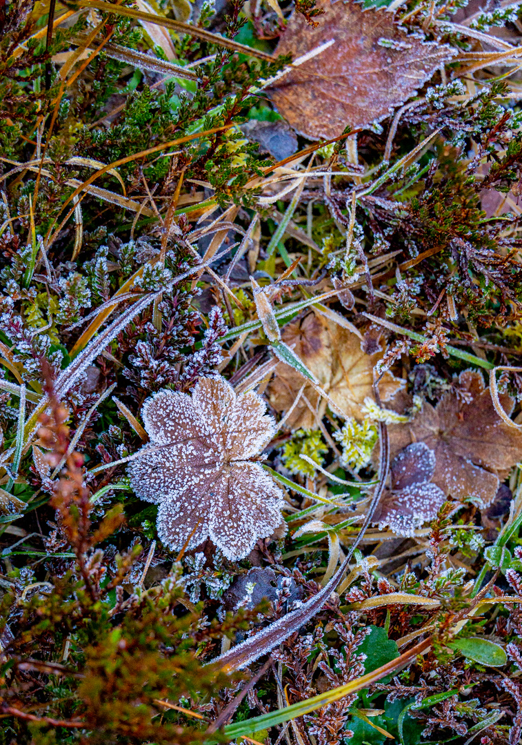 Herbst-Impression