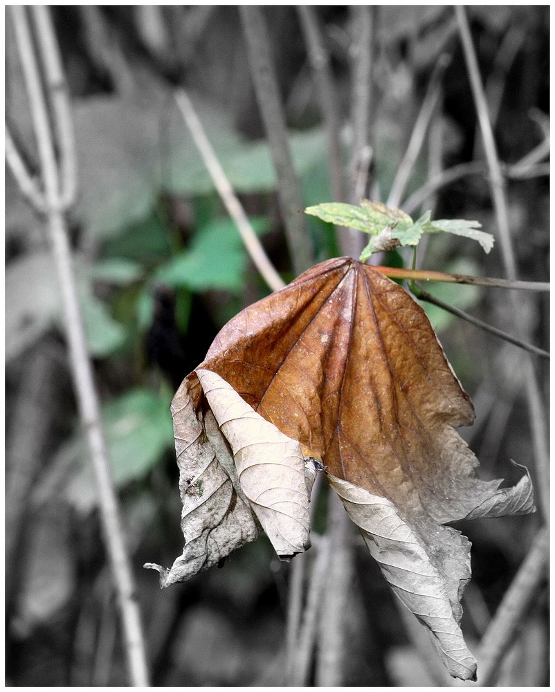 Herbst Impression