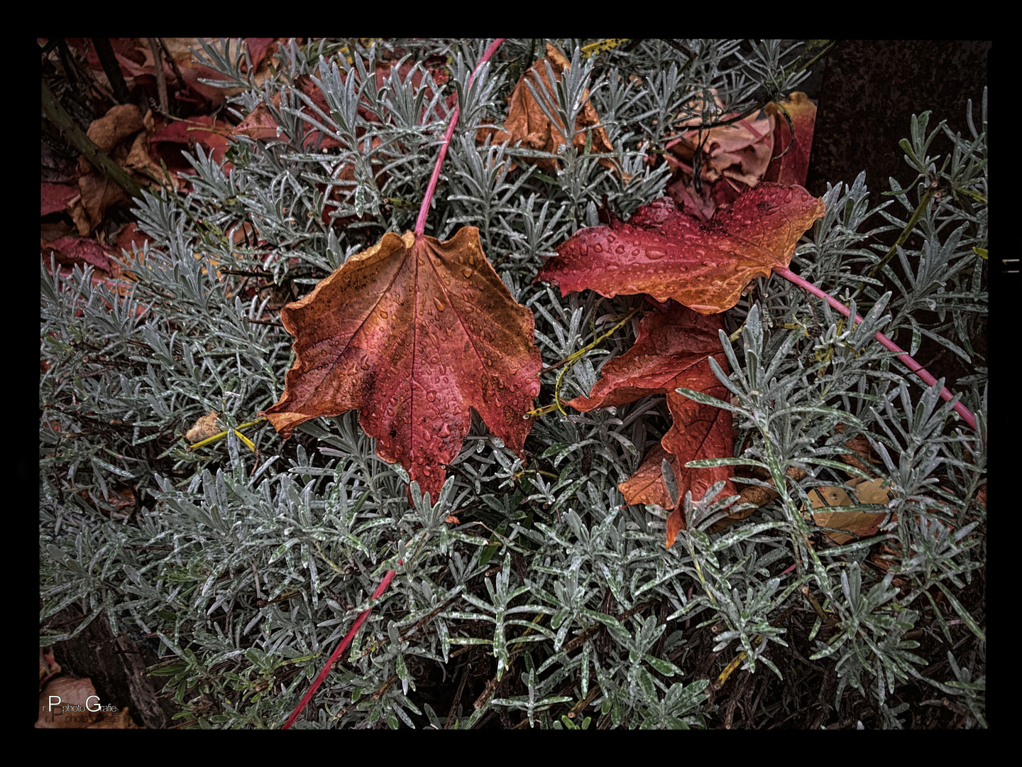 Herbst Impression