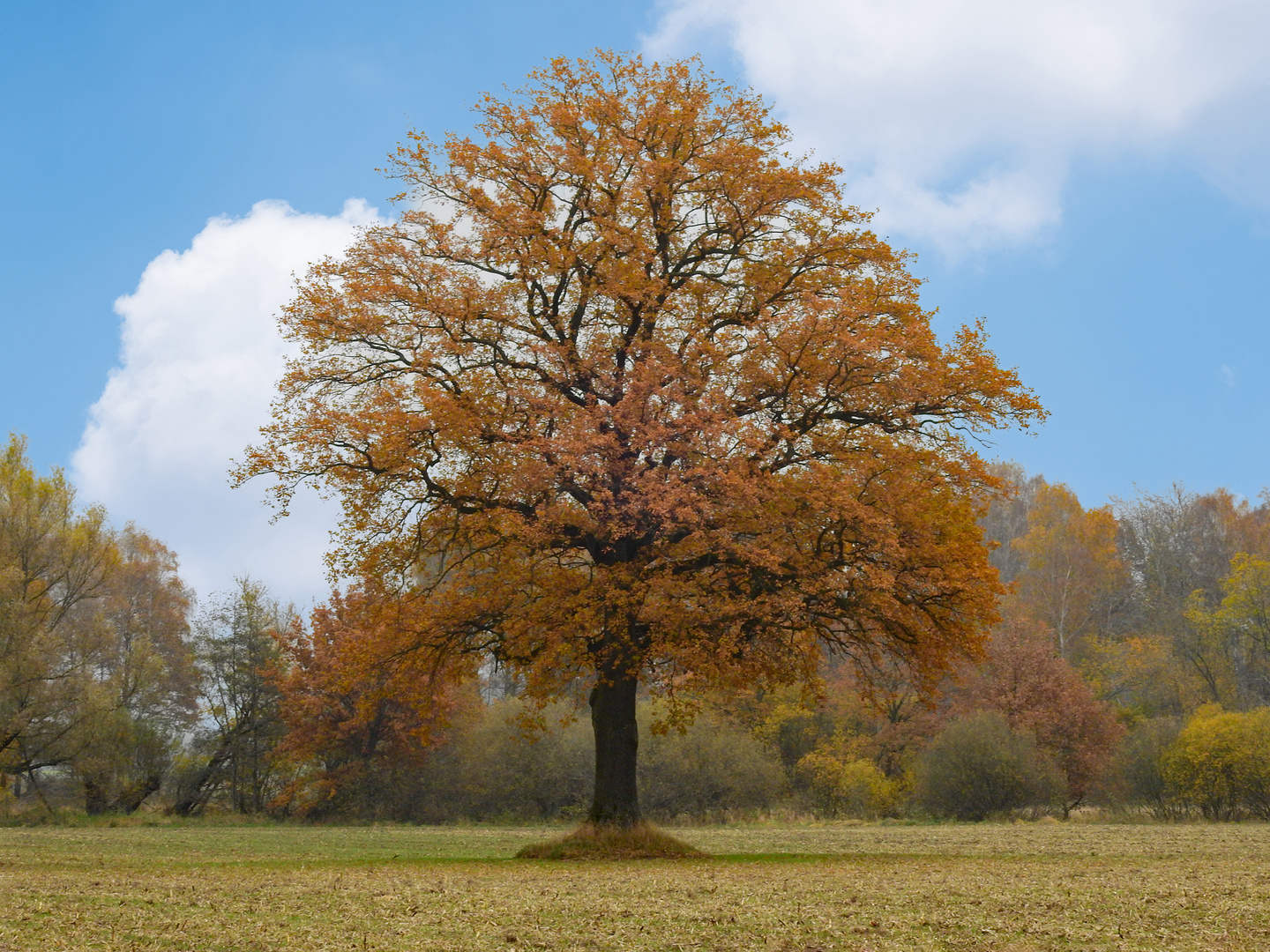 Herbst Impression