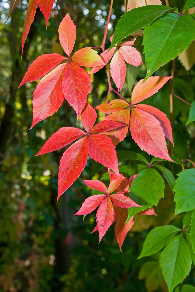 Herbst Impression I