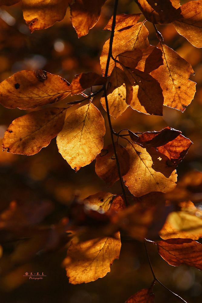 " Herbst - Impressionen "