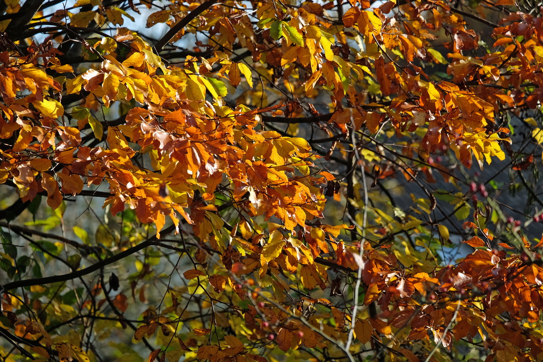 Herbst Impressionen