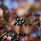 Herbst-Impressionen 1