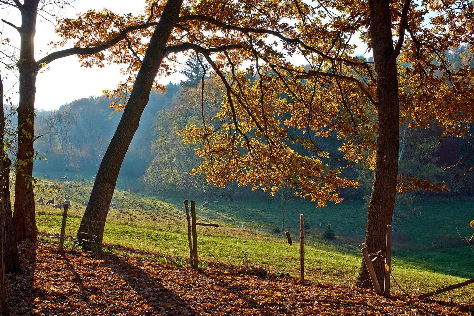 Herbst Impressionen 1