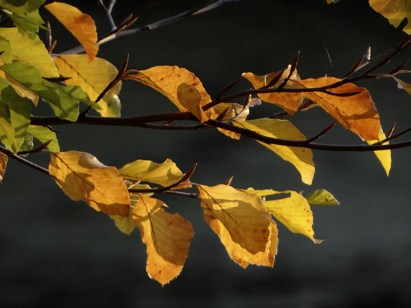 Herbst Impressionen 1