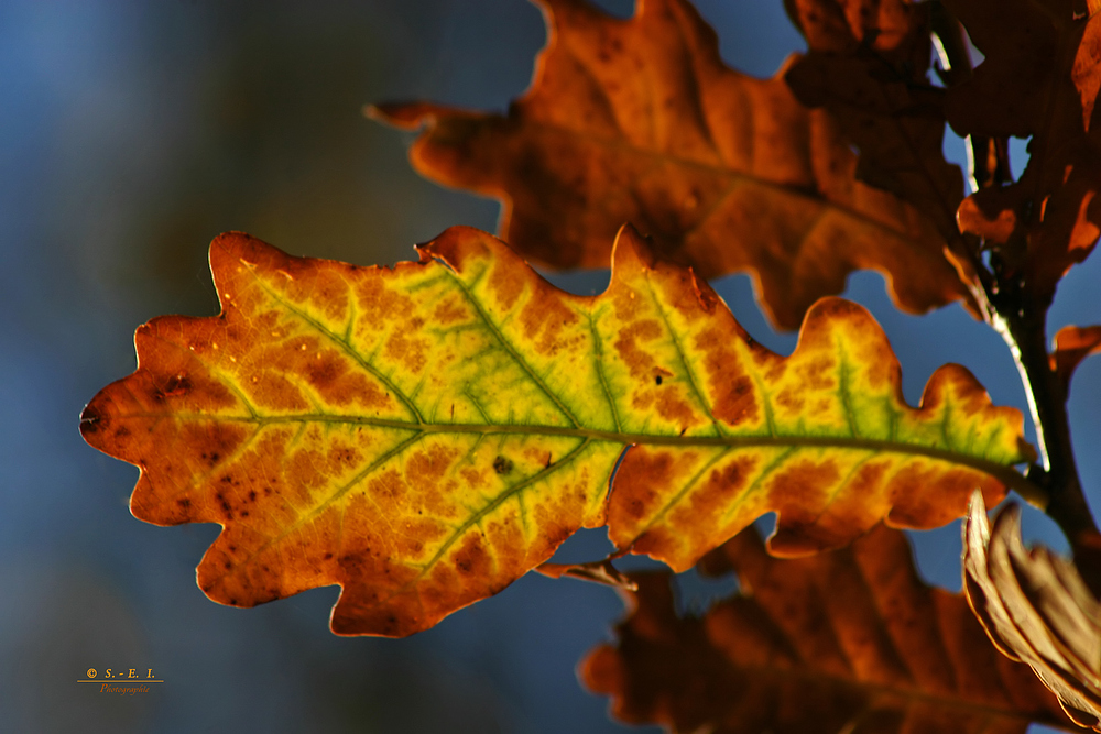 " Herbst - Impressionen "