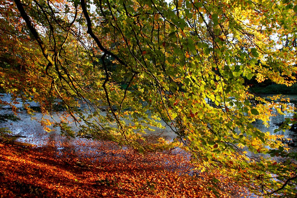 Herbst Impressionen 2