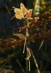 " Herbst - Impressionen "