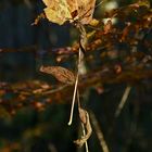 " Herbst - Impressionen "