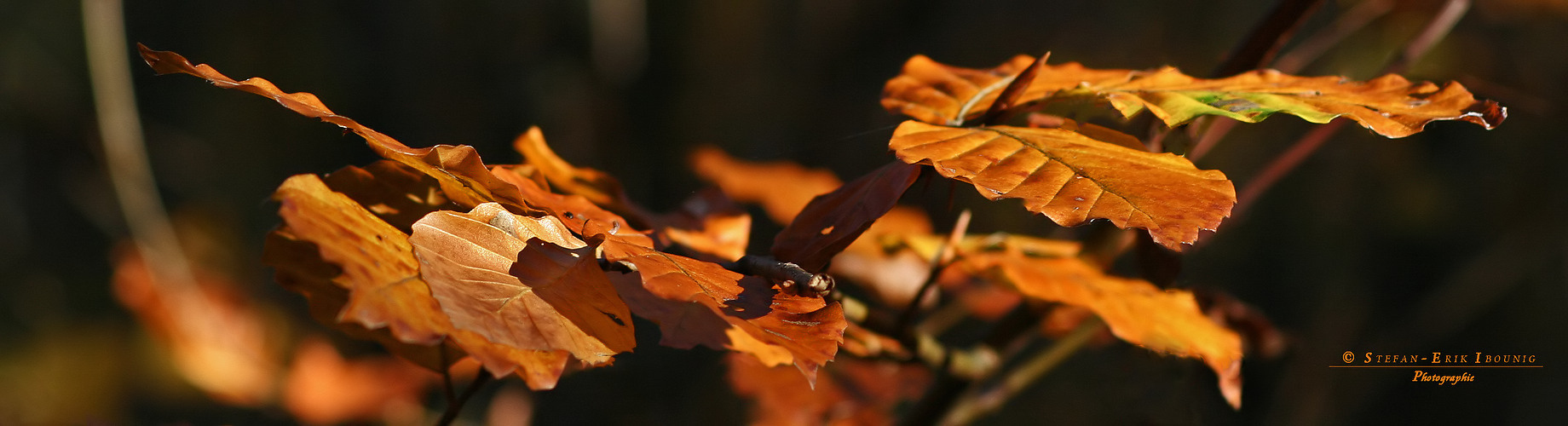 " Herbst - Impressionen "