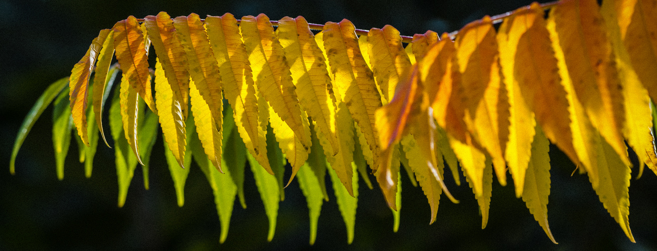 Herbst-Impressionen