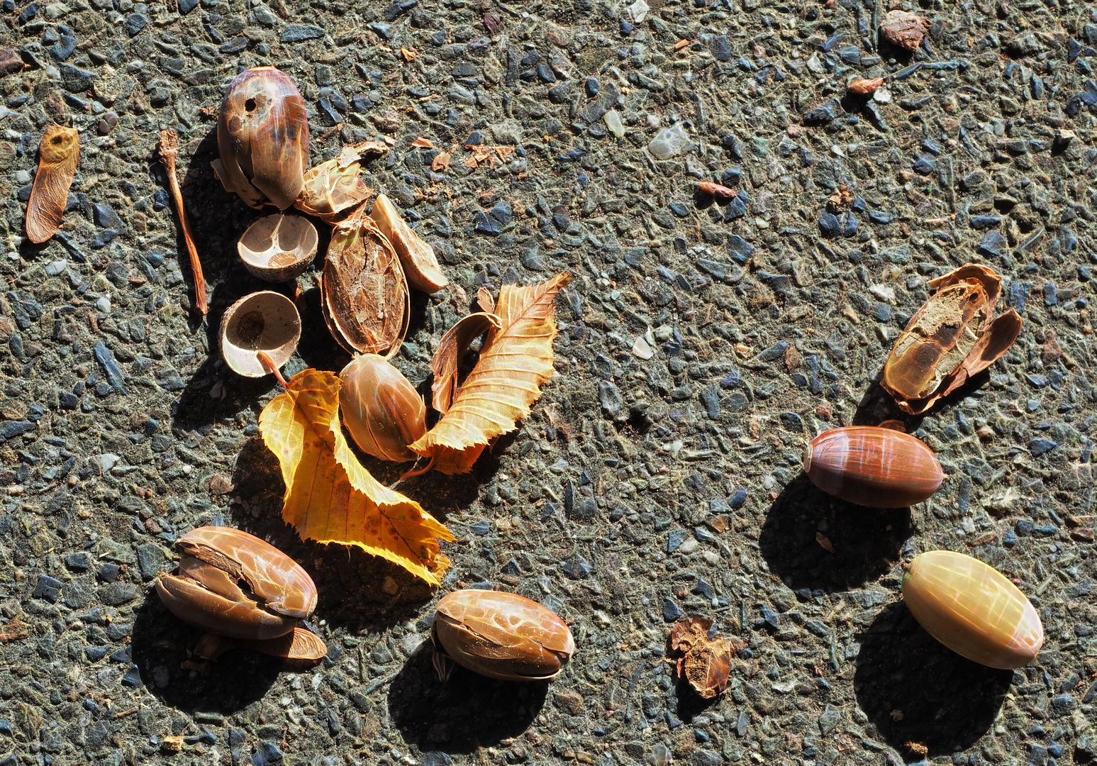 ... Herbst-Impressionen