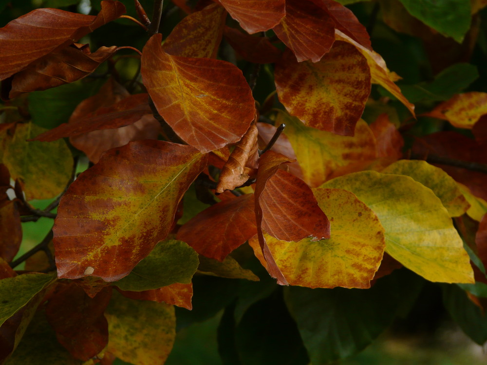 Herbst Impressionen