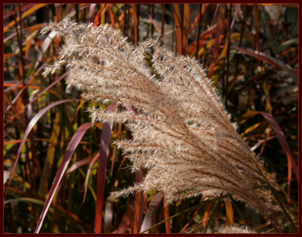 Herbst-Impressionen (5)