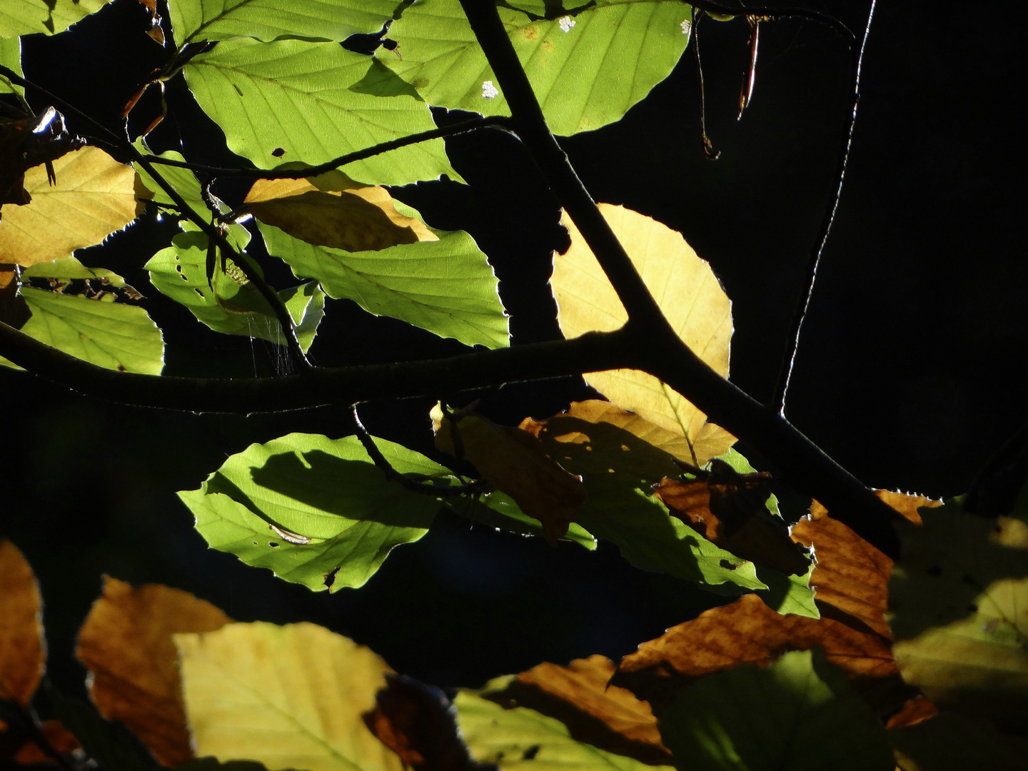 Herbst Impressionen 5