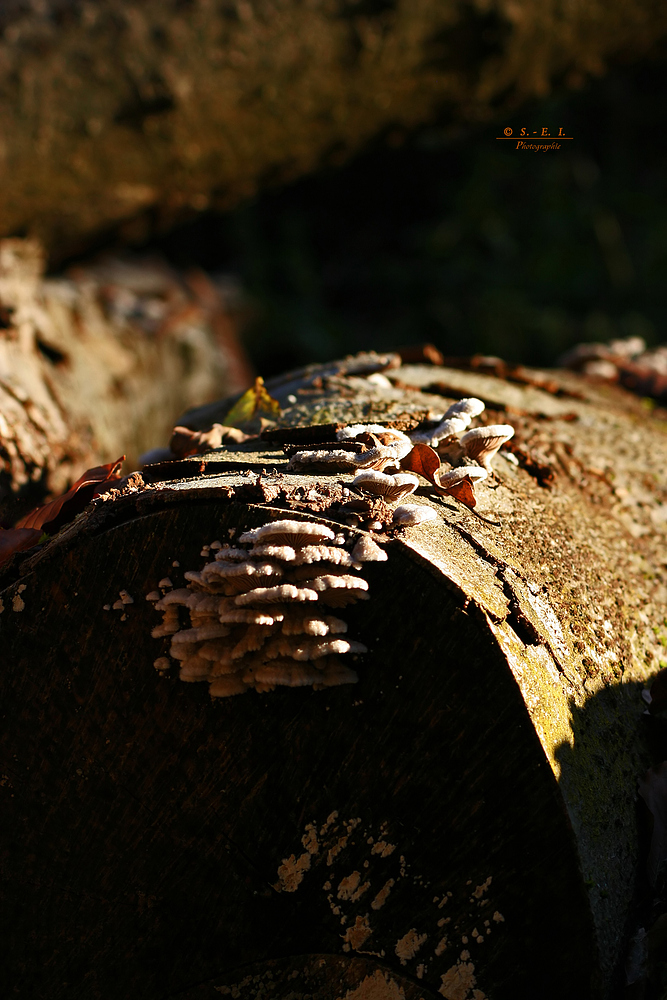 " Herbst - Impressionen "