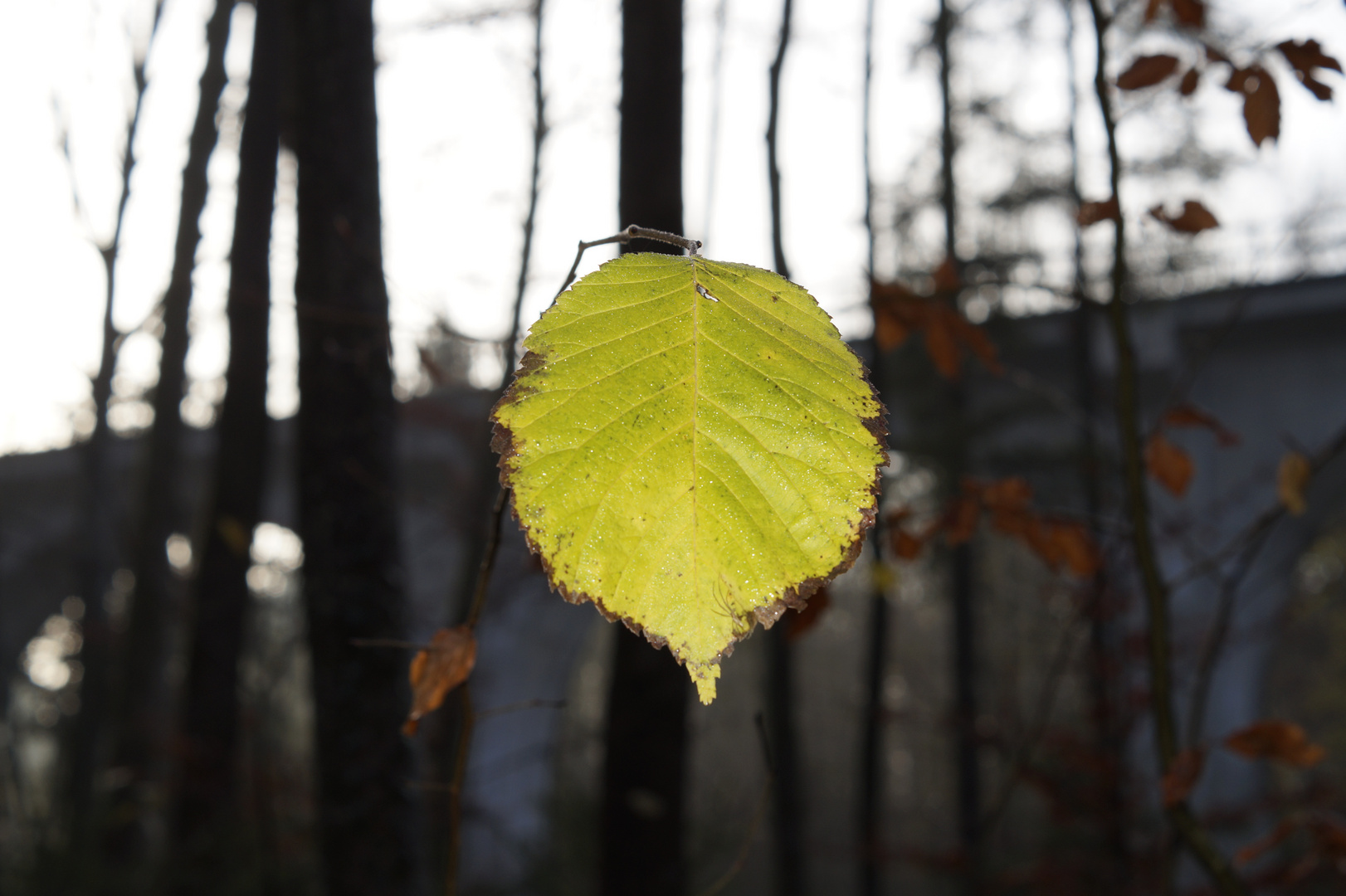 Herbst Impressionen