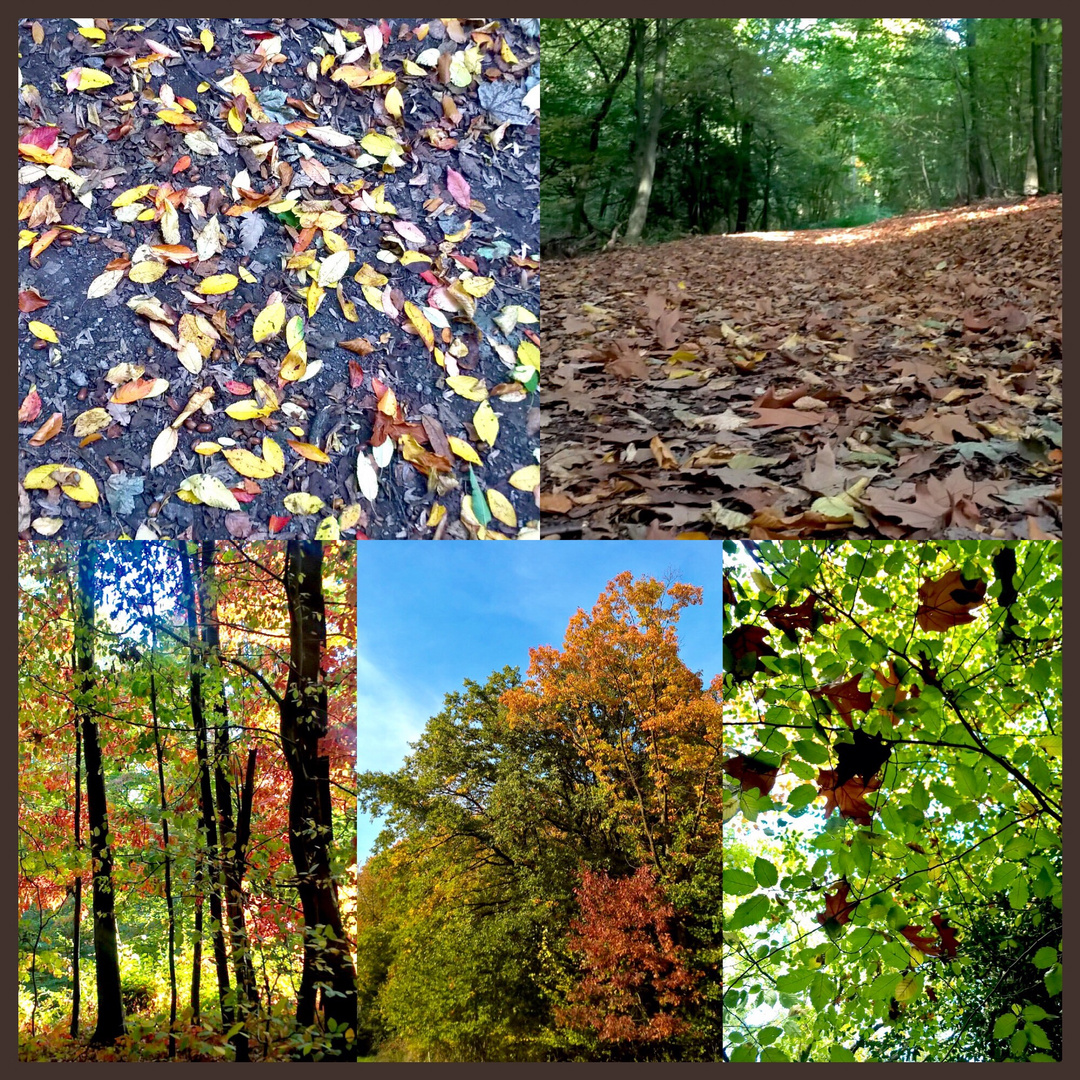 Herbst Impressionen