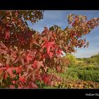 Herbst Impressionen