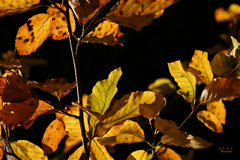 " Herbst - Impressionen "