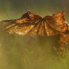 Herbst Impressionen