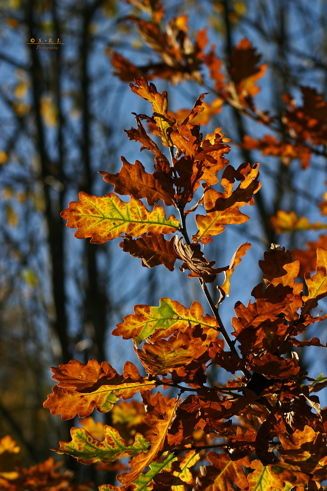 " Herbst - Impressionen "