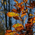 " Herbst - Impressionen "