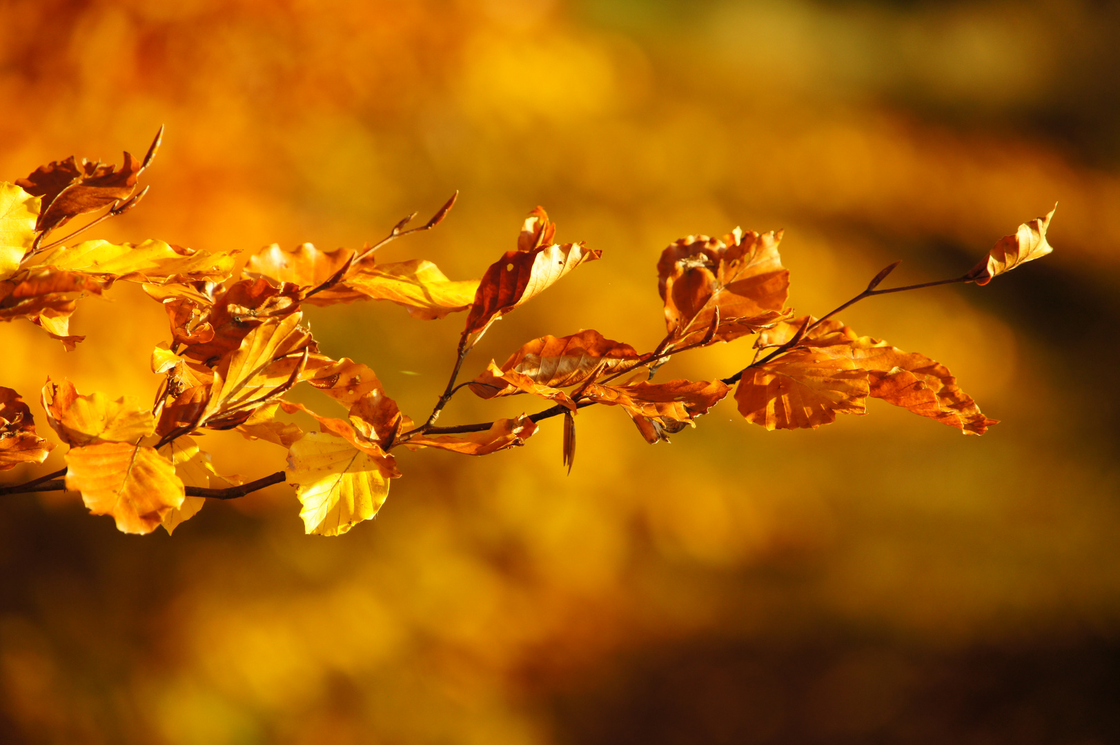 Herbst-Impressionen