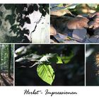 Herbst-Impressionen ...