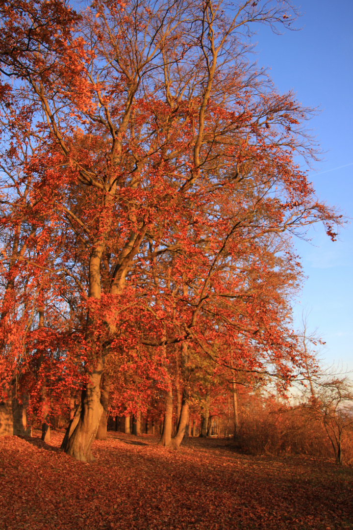 Herbst Impressionen...