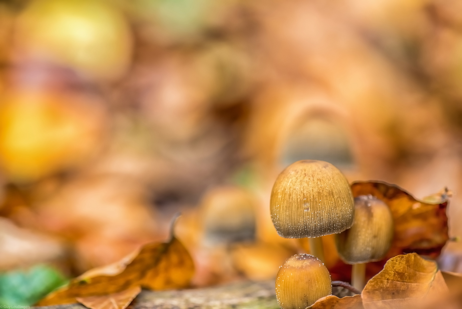 Herbst - Impressionen