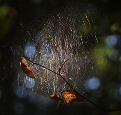 Herbst Impressionen