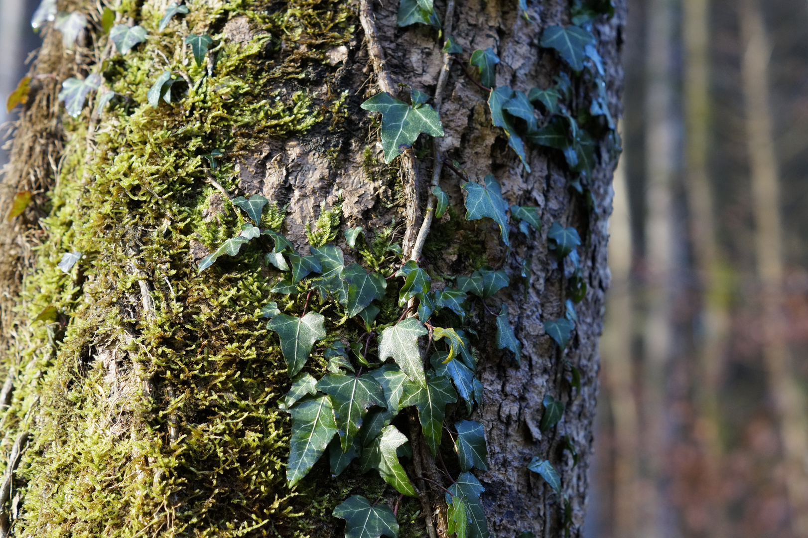 Herbst Impressionen