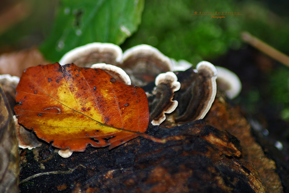 " Herbst - Impressionen "