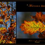 " Herbst - Impressionen "