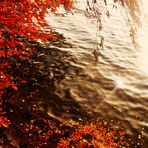 Herbst Impressionen am Bodensee 2