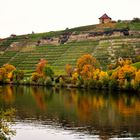 Herbst Impressionen  am Neckar 1