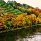 Herbst Impressionen am Neckar  8