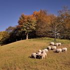 Herbst Impressionen aus dem Britzer Garten....