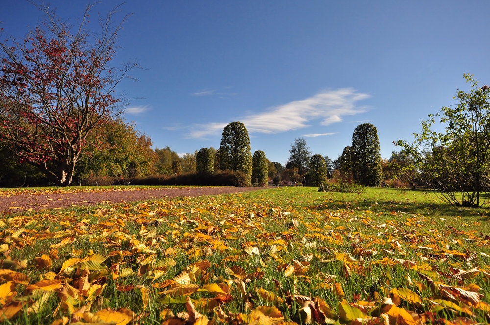 Herbst Impressionen aus dem Britzer Garten.........