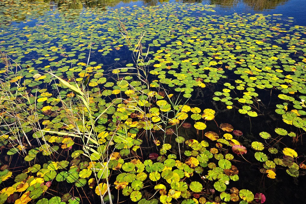 Herbst Impressionen aus dem Britzer Garten.......