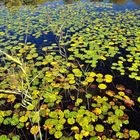 Herbst Impressionen aus dem Britzer Garten.......